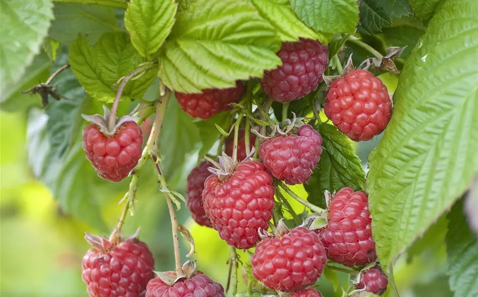 Lecker & gesund - Beeren und Obst