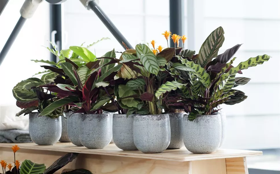 Eine Wohltat für unsere Seele - Grünpflanzen