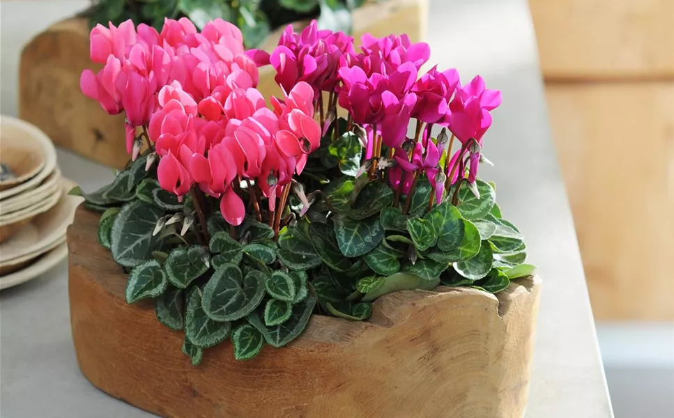 Bring Farbe in dein Leben - Blühpflanzen