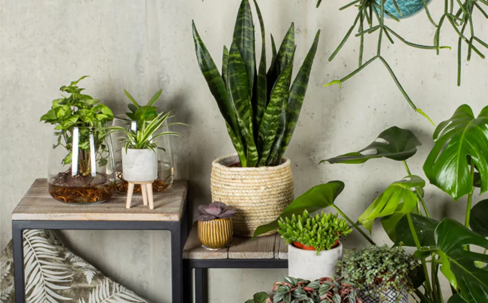 Das gewisse Extra - Gefässe und Zubehör