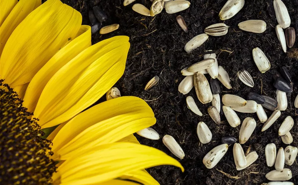 LASS ES WACHSEN - SÄMEREIEN UND ZWIEBELN