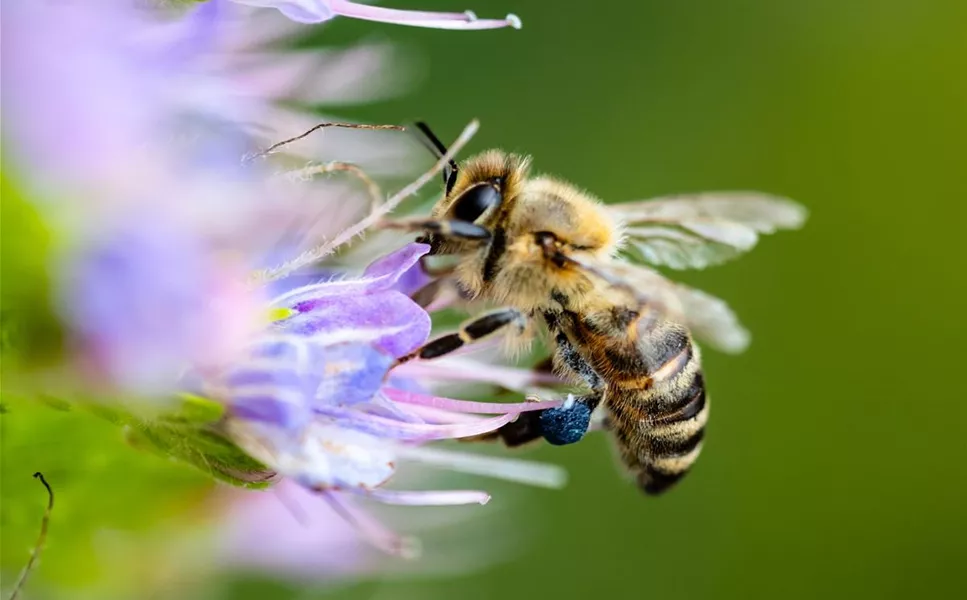 UNERLäSSLICH FüR UNSERE UMWELT - INSEKTEN