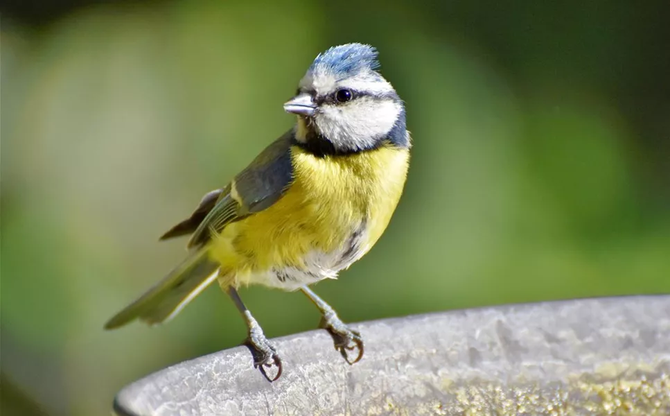 GANZJÄHRIGE UNTERSTÜTZUNG GEWÄHRLEISTEN - WILDVÖGEL