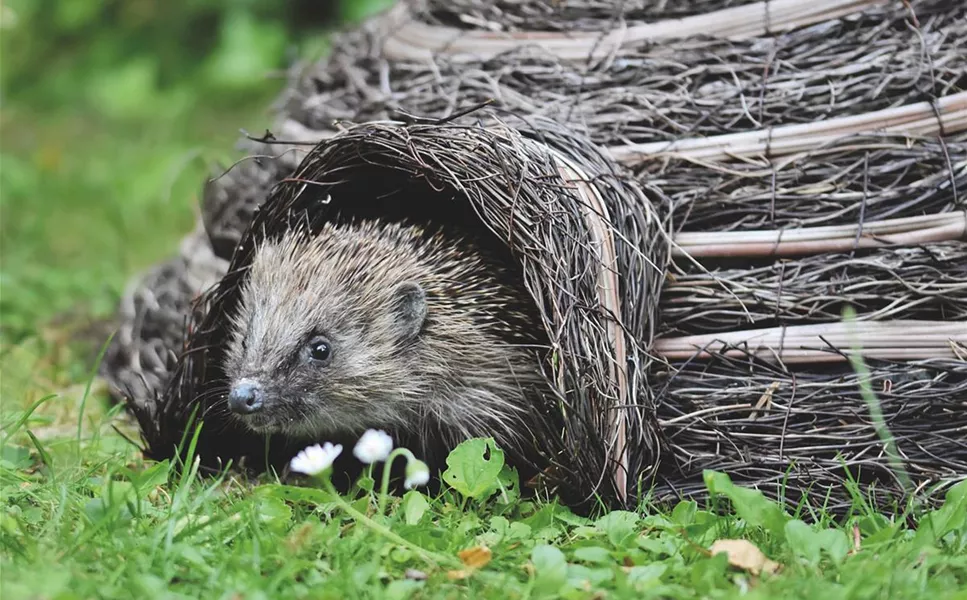 UNSERE STACHELIGEN GARTENBEWOHNER - IGEL