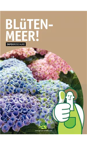 Hortensien