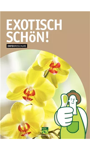 Orchideen