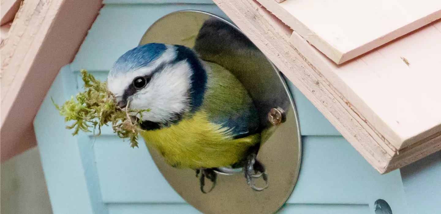 Auf gute Nachbarschaft! - Wildtiere im Garten