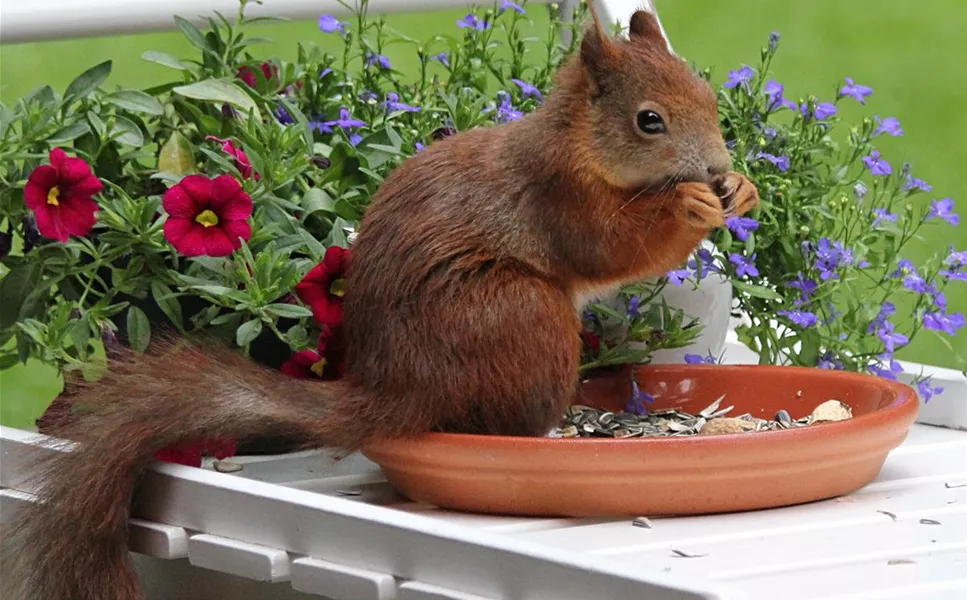 PUTZIGE UND WICHTIGE HELFER IN DER NATUR - EICHHÖRNCHEN