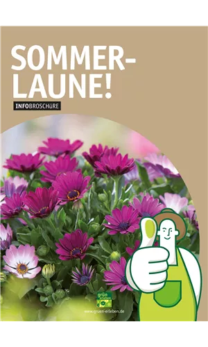 Sommerblumen