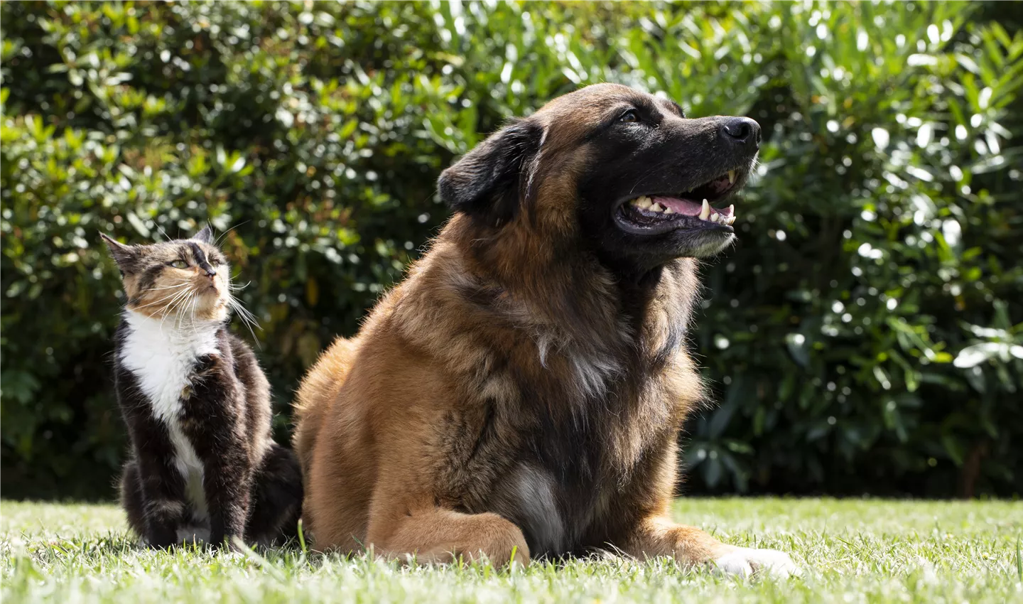Katze und Hund
