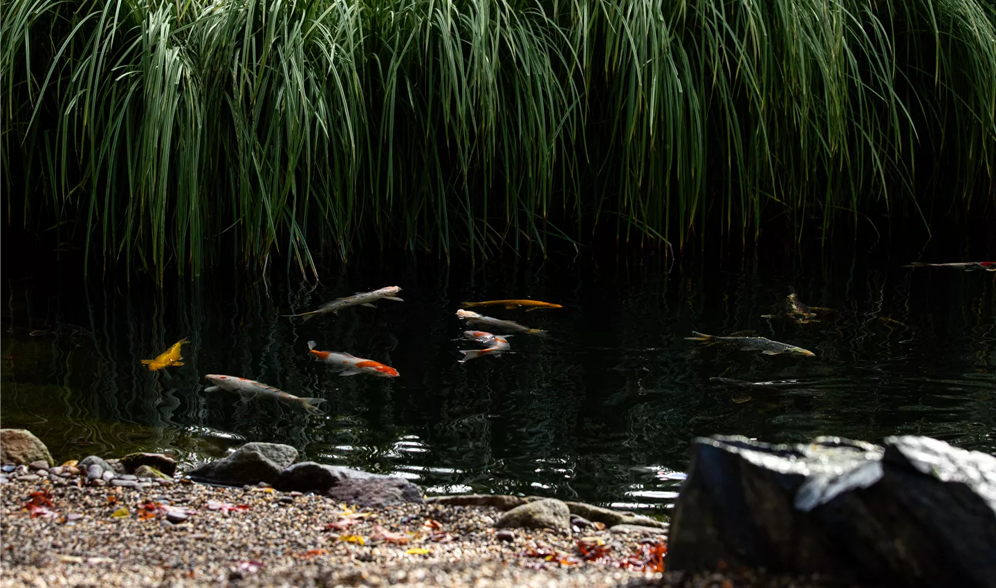 Koi im Teich