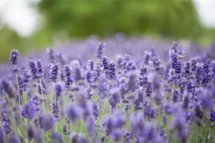 PFLANZE DES MONATS JUNI: LAVENDEL
