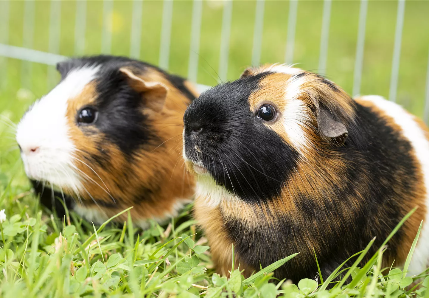 Meerschweinchen