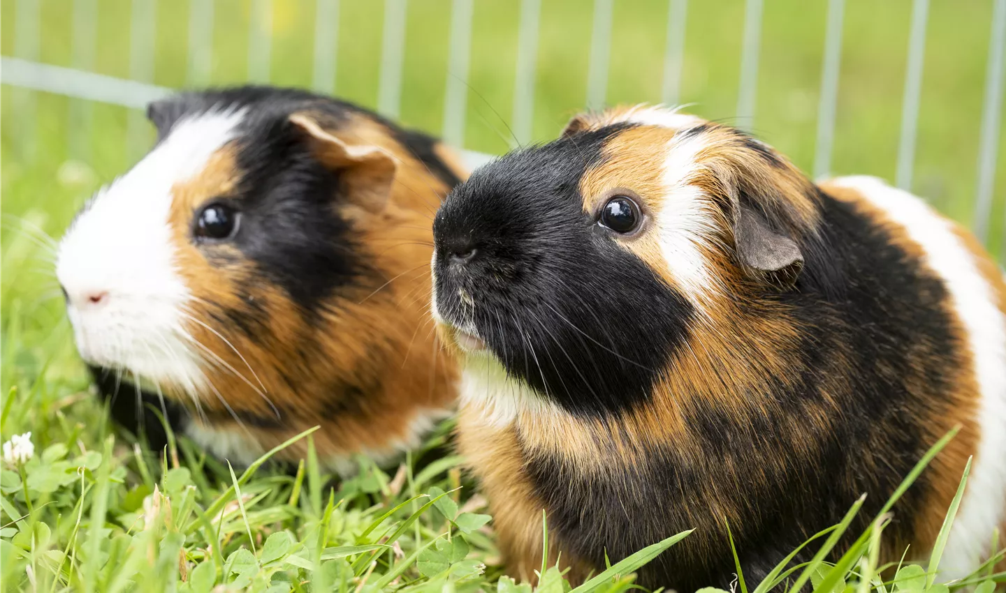 Meerschweinchen