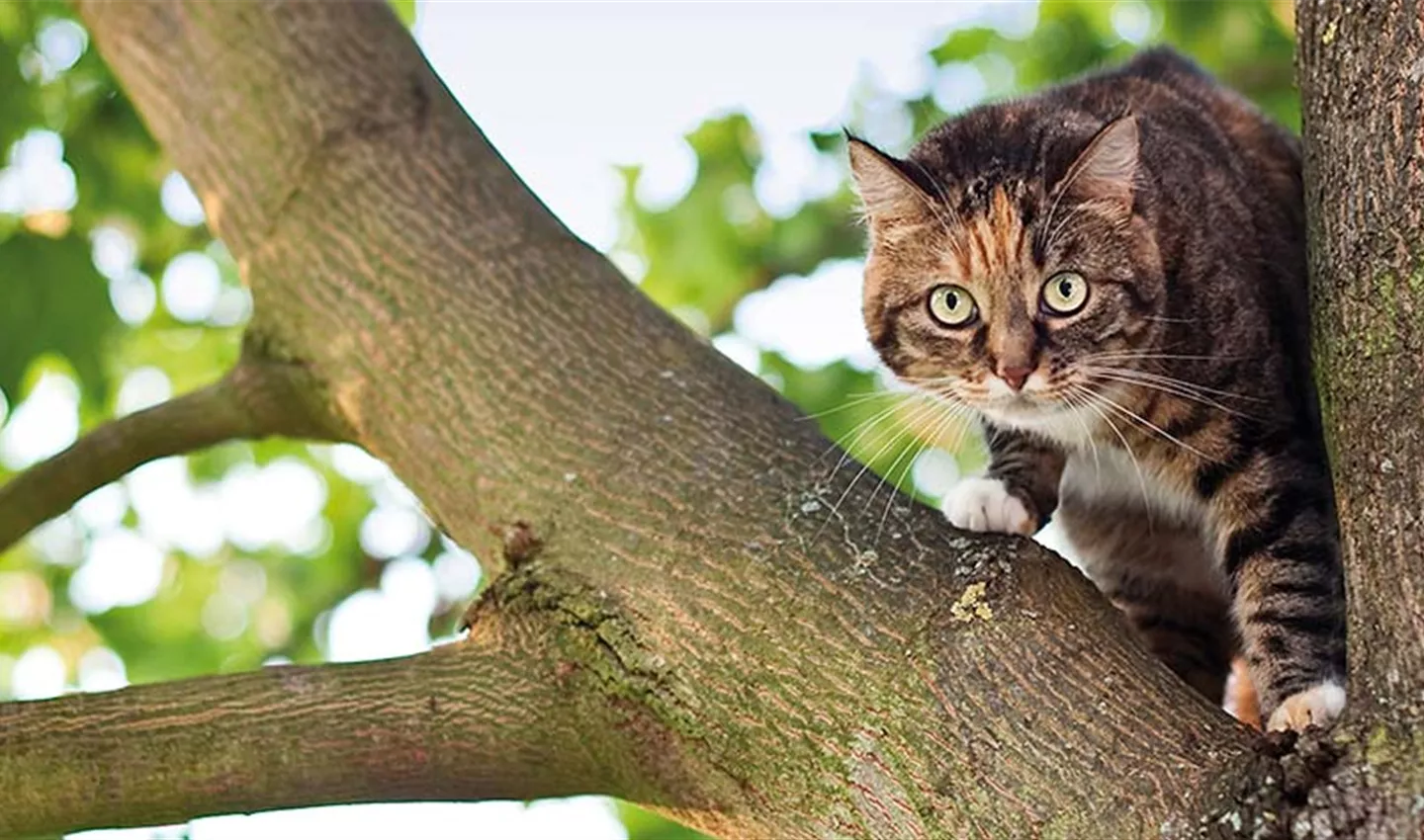 Katze