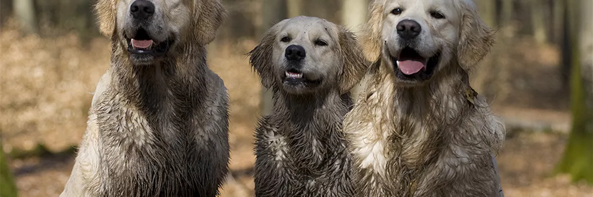 hundewaschanlage_klukkert-lingen