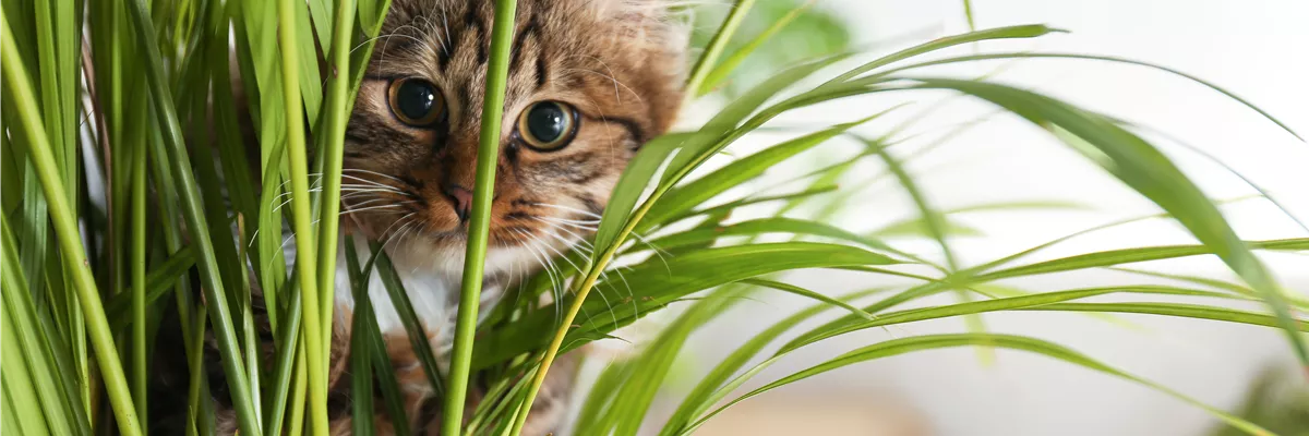 TIERFREUNDLICHE PFLANZEN FüR ALLE FELLNASEN!