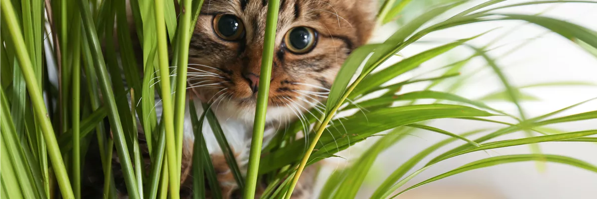 TIERFREUNDLICHE PFLANZEN FüR ALLE FELLNASEN!
