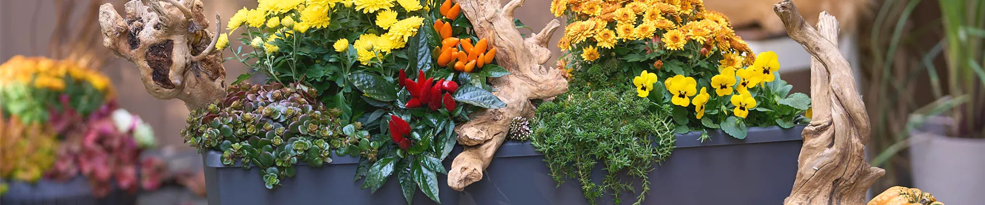 DER HERBST IM KASTEN!