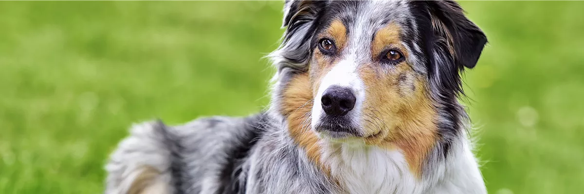 Image_Hunderampe_Aug23_1930x500px