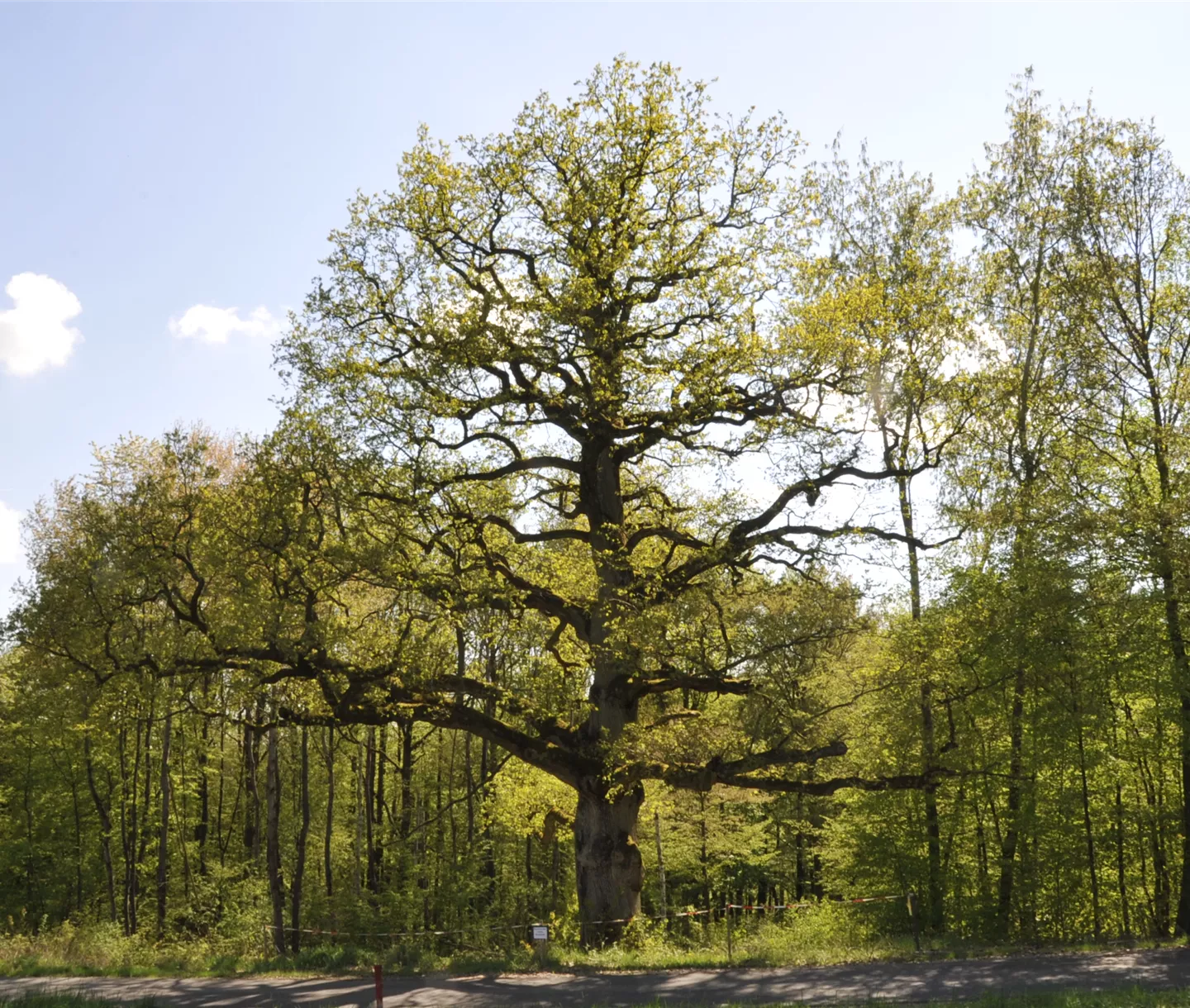 Alter Baum im Frühling