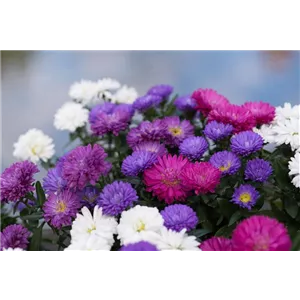 ASTER