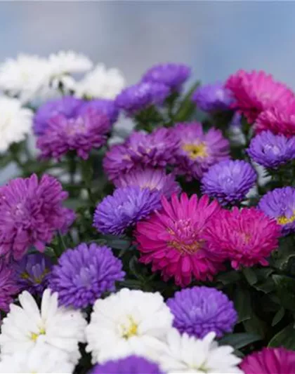 ASTER