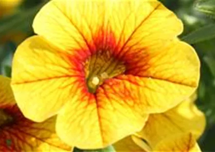 PFLANZE DES MONATS MAI: ZAUBERGLÖCKCHEN