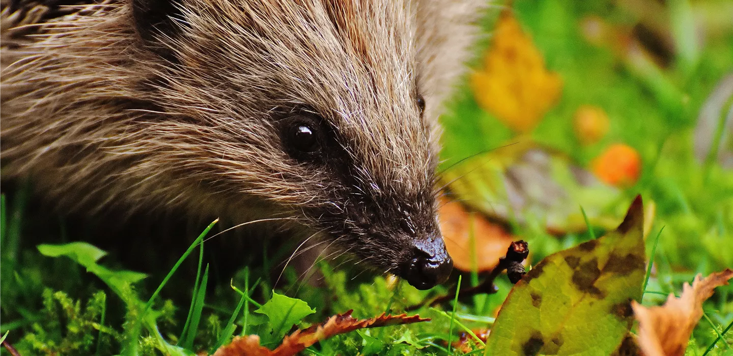 Auf gute Nachbarschaft! - Wildtiere im Garten