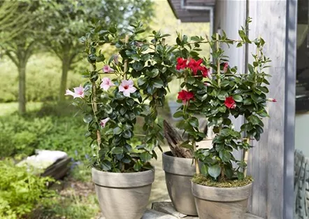 PFLANZE DES MONATS APRIL: DIPLADENIE