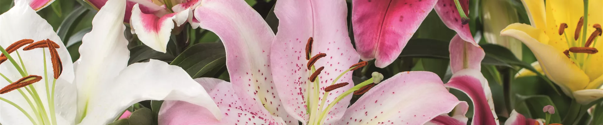 AUF DIE PLäTZE, GARTEN, LOS! 