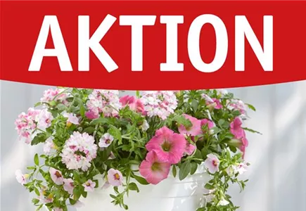 Hier geht es zu unseren Angeboten