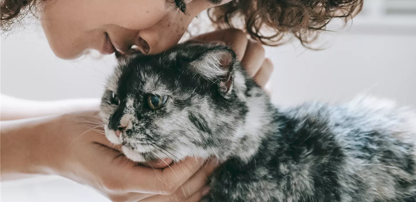 Das Beste für die Samtpfote - Abteilung Katzen