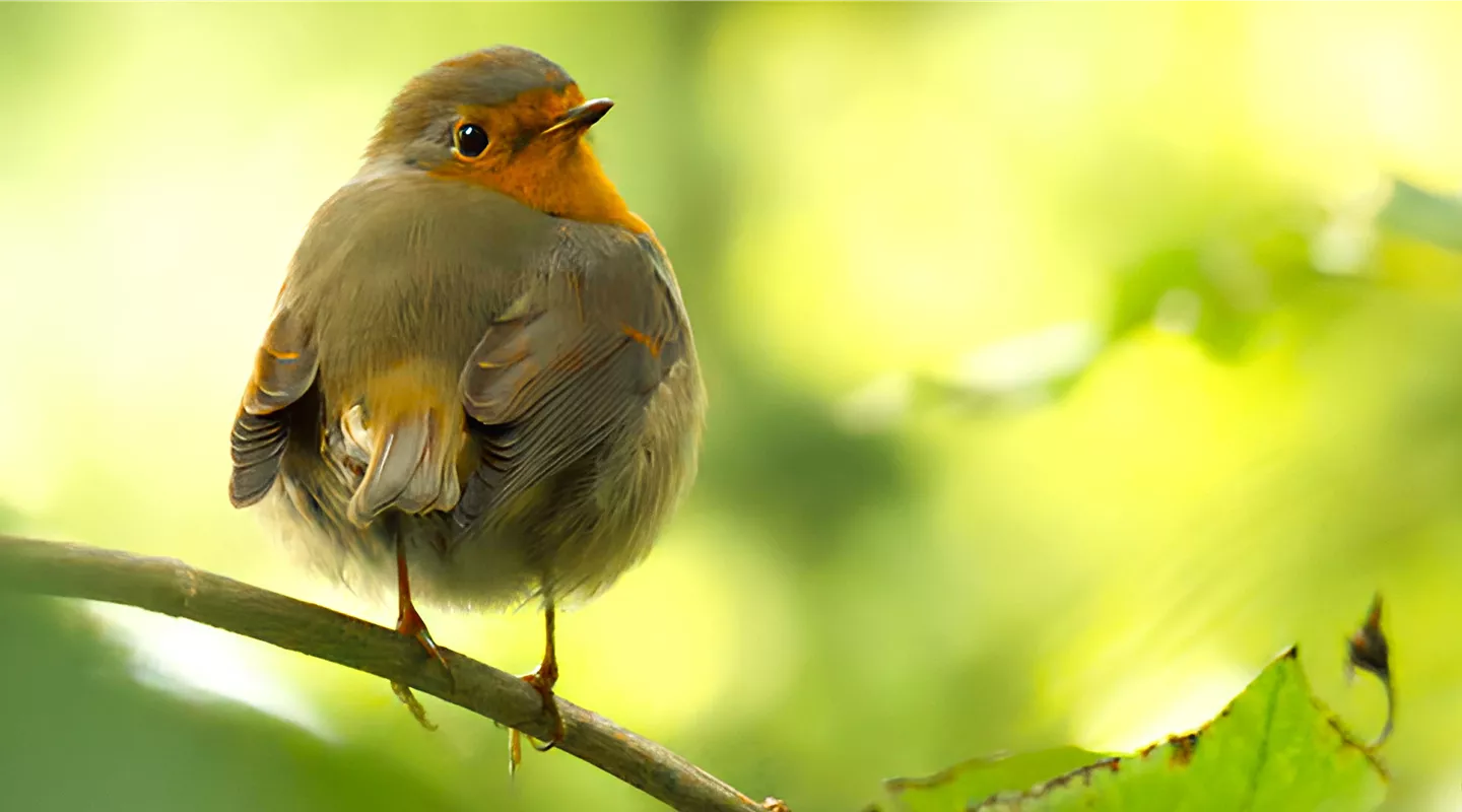 Tierisch gut - Abteilung Wildvogel & Vogel