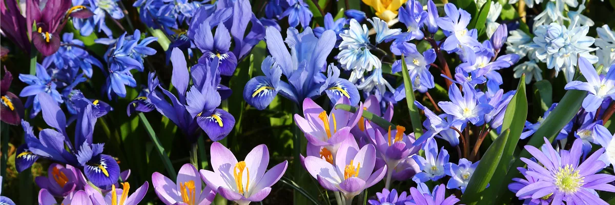 PFLANZ DIR DEN FRüHLING!