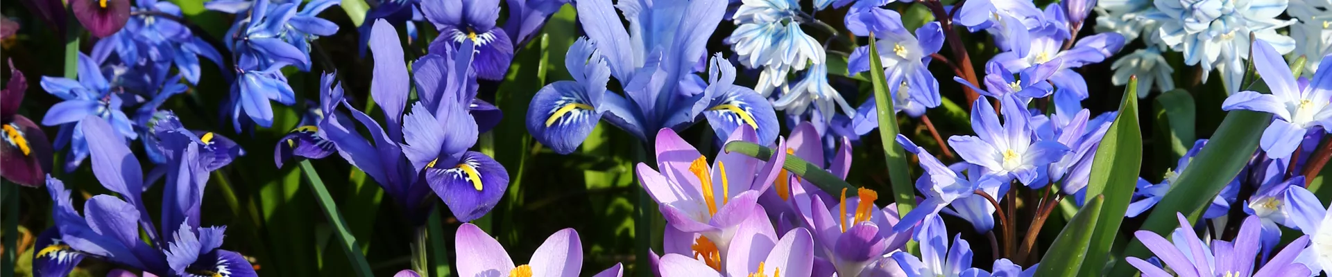 PFLANZ DIR DEN FRüHLING!