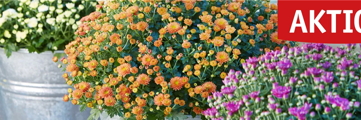 Image_Herbstangebote_Sept24