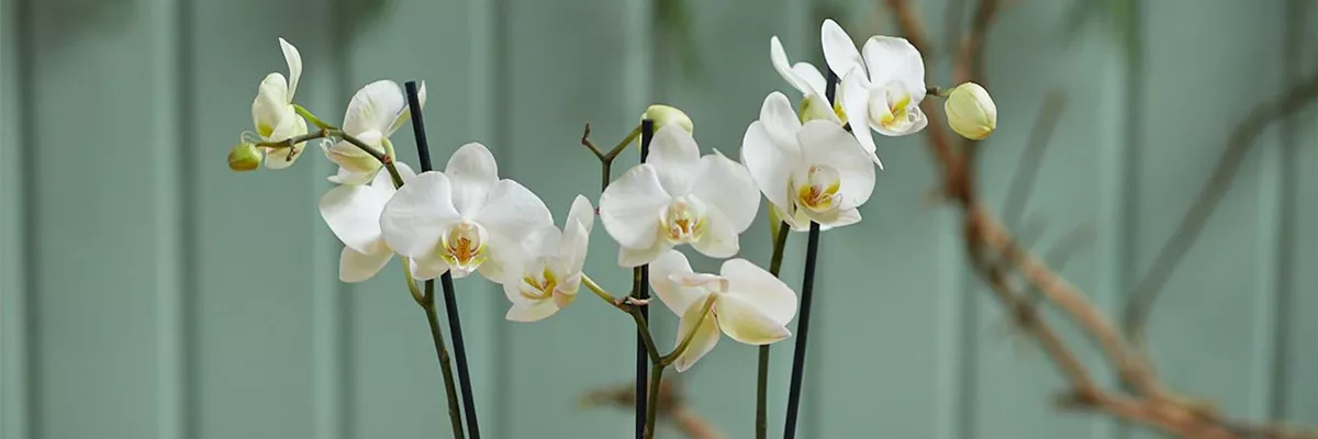 MODERNE WEIHNACHTEN! 