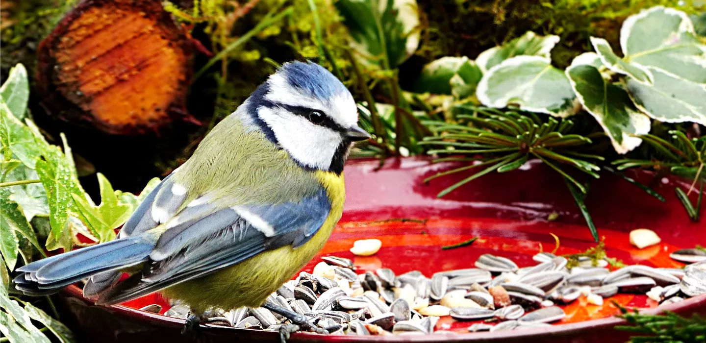 Auf gute Nachbarschaft! - Wildtiere im Garten