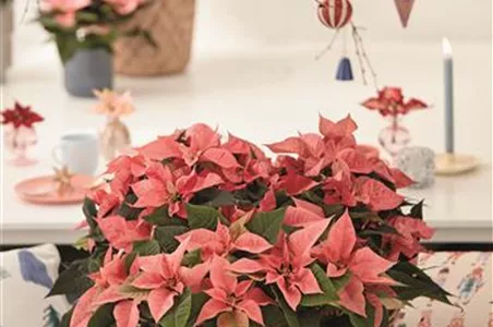 KLASSISCHE WEIHNACHTEN!