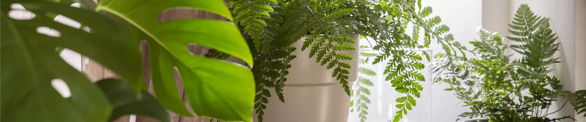 Nephrolepis exaltata