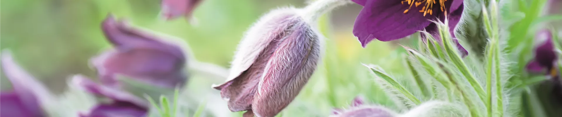 PFLANZE DES MONATS MäRZ: KüCHENSCHELLE