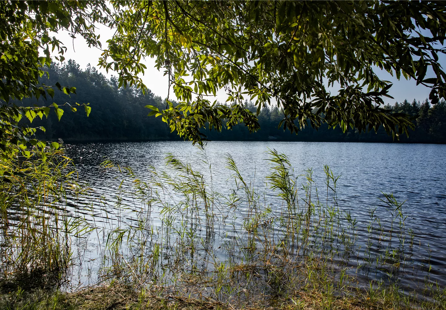 Wasserpflanzen