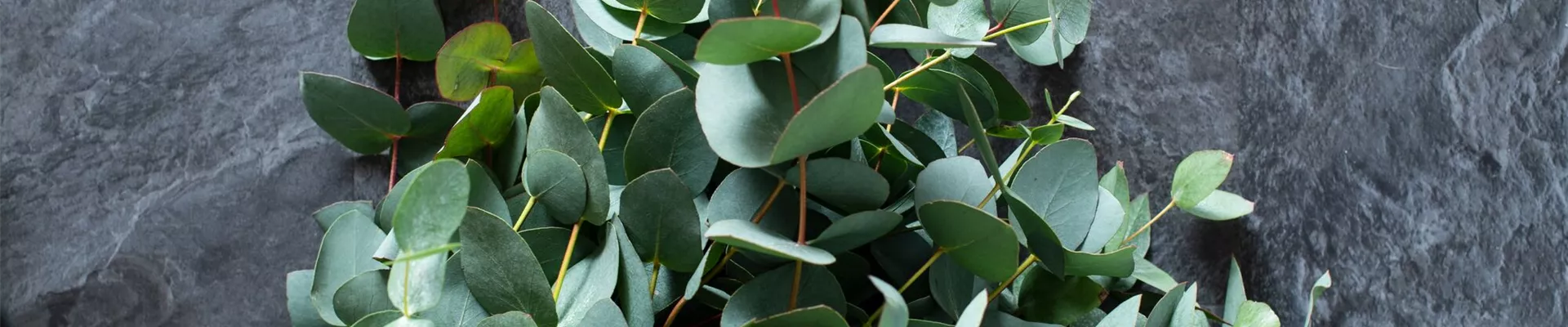 PFLANZE DES MONATS NOVEMBER: EUKALYPTUS