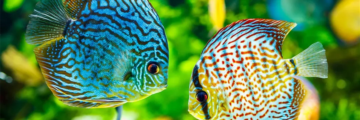 klukkert-zoo-und-co-aquaristik