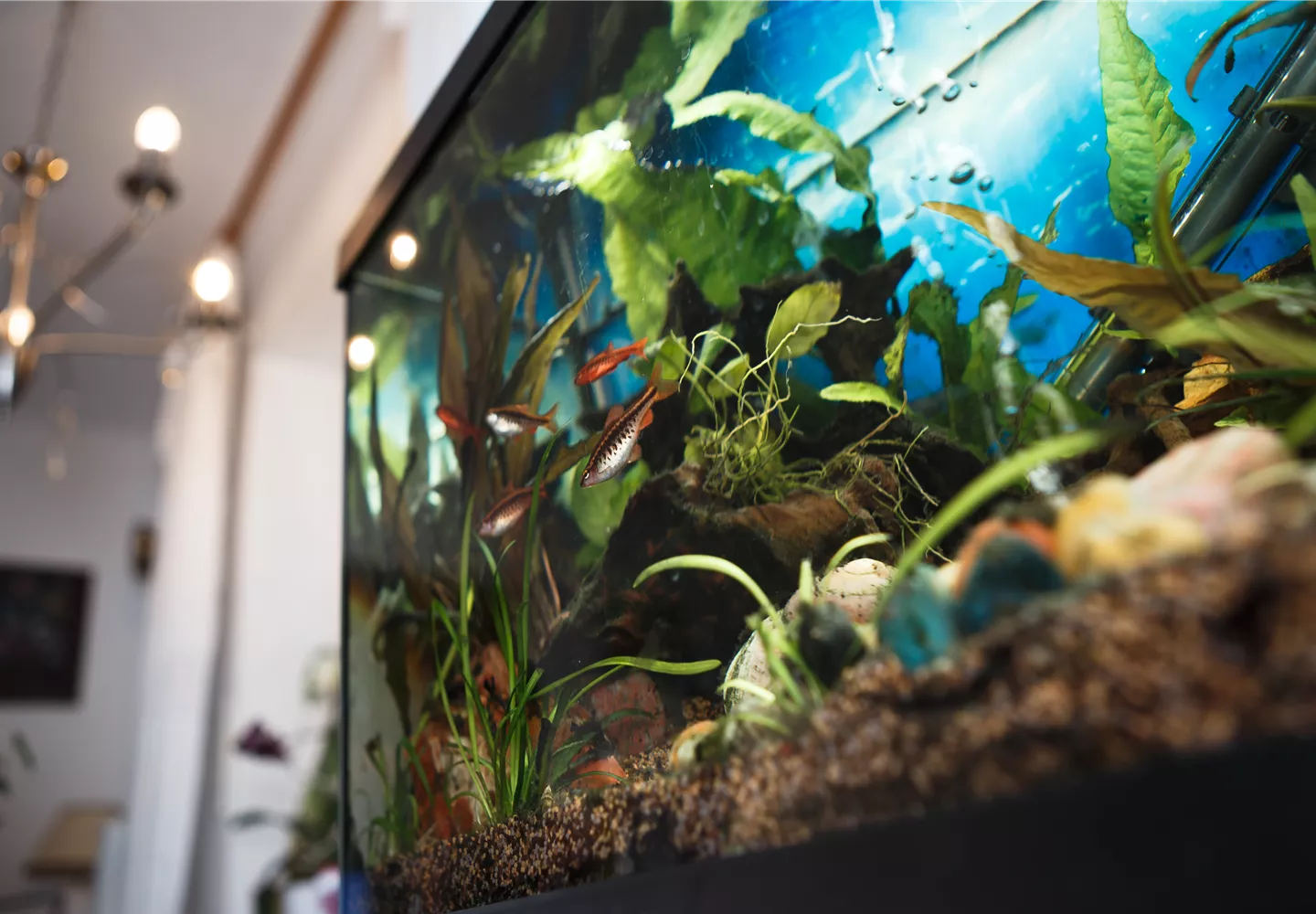 Aquarium