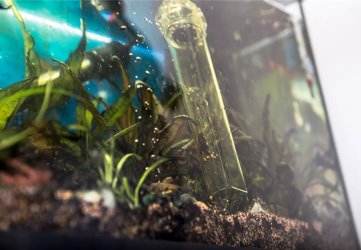 Mulmglocke in Aquarium