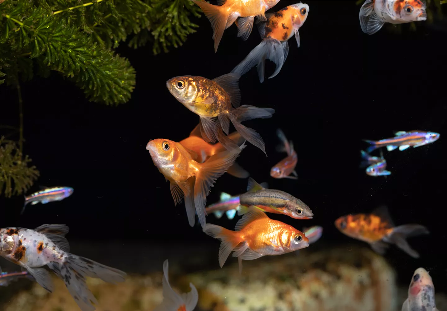 Guppys