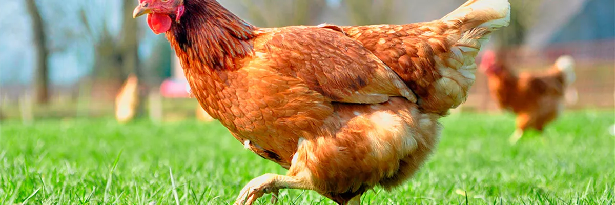 klukkert-huhn-und-taube