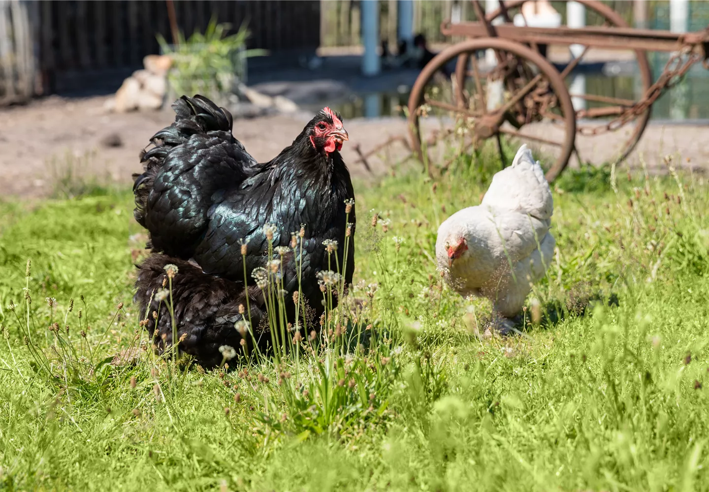 Hühner im Garten